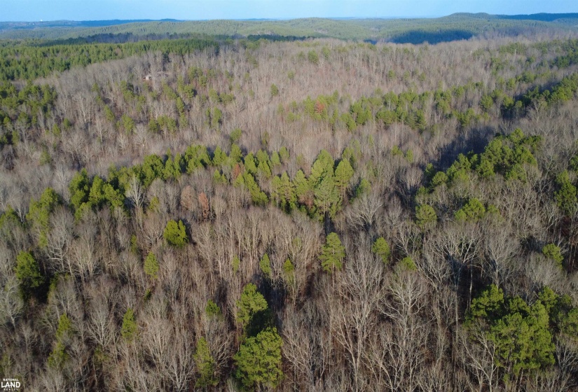 61 CO RD 650 RD, Walnut, Mississippi 38683, ,Land,For Sale,CO RD 650,10219778