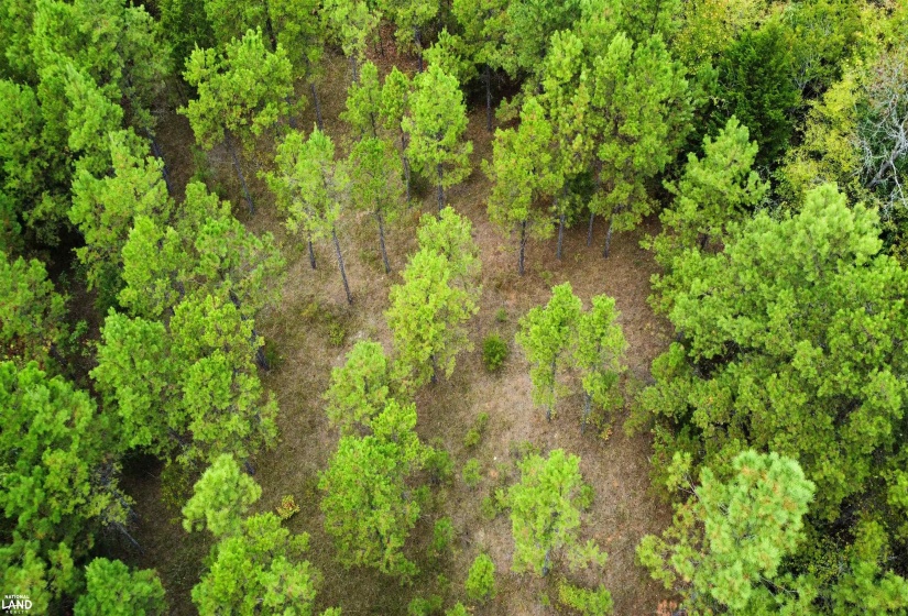 61 CO RD 650 RD, Walnut, Mississippi 38683, ,Land,For Sale,CO RD 650,10219778