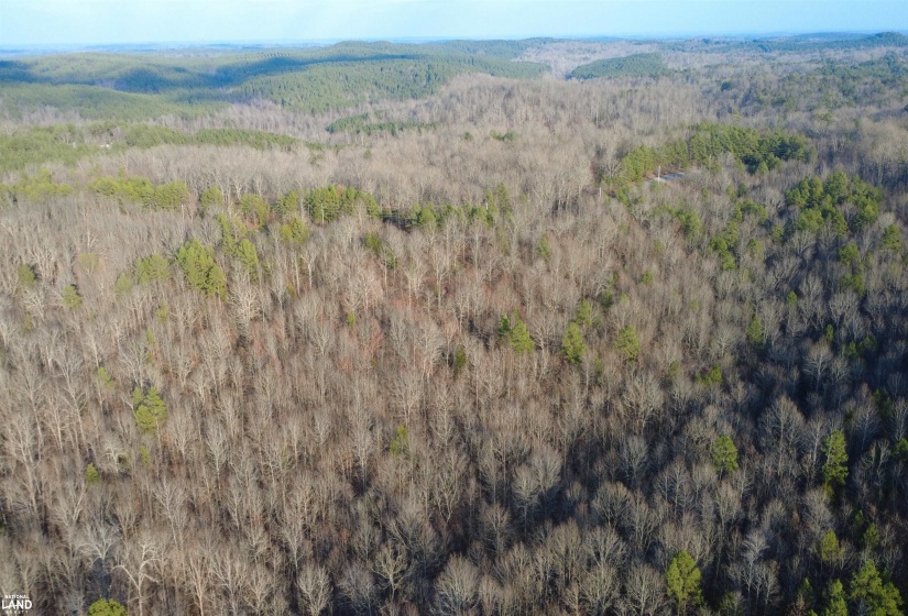 61 CO RD 650 RD, Walnut, Mississippi 38683, ,Land,For Sale,CO RD 650,10219778