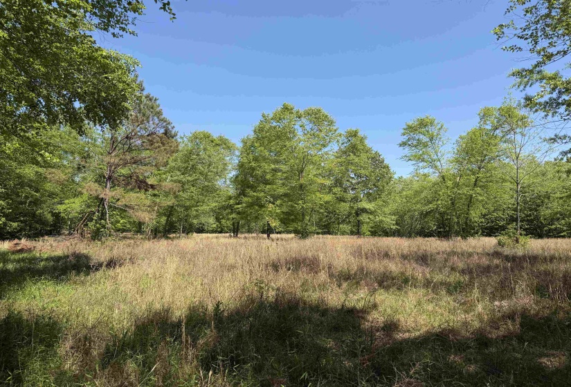 View of local wilderness