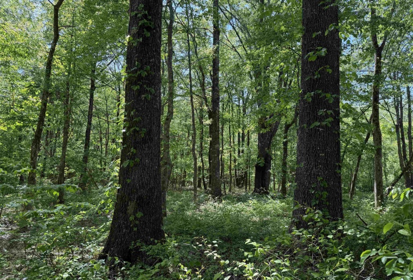 View of woods