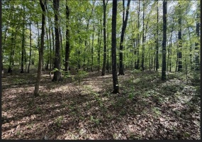 PLEASANT GROVE RD, Moscow, Tennessee 38057, ,Land,For Sale,PLEASANT GROVE,10219812 PLEASANT GROVE RD, Moscow, Tennessee 38057, ,Land,For Sale,PLEASANT GROVE,10219812
