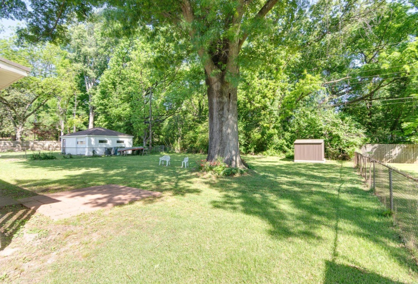 Expansive backyard featuring a large tree, a detached structure, a storage shed, and a chain-link fence