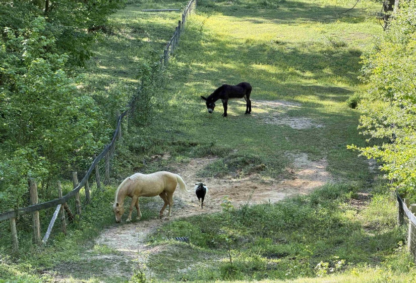 1212 ELVIN WEEKS RD, Bethel Springs, Tennessee 38315, 3 Bedrooms Bedrooms, 9 Rooms Rooms,2 BathroomsBathrooms,Residential,For Sale,ELVIN WEEKS,10219878