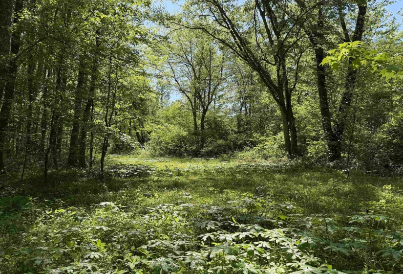 1212 ELVIN WEEKS RD, Bethel Springs, Tennessee 38315, 3 Bedrooms Bedrooms, 9 Rooms Rooms,2 BathroomsBathrooms,Residential,For Sale,ELVIN WEEKS,10219878