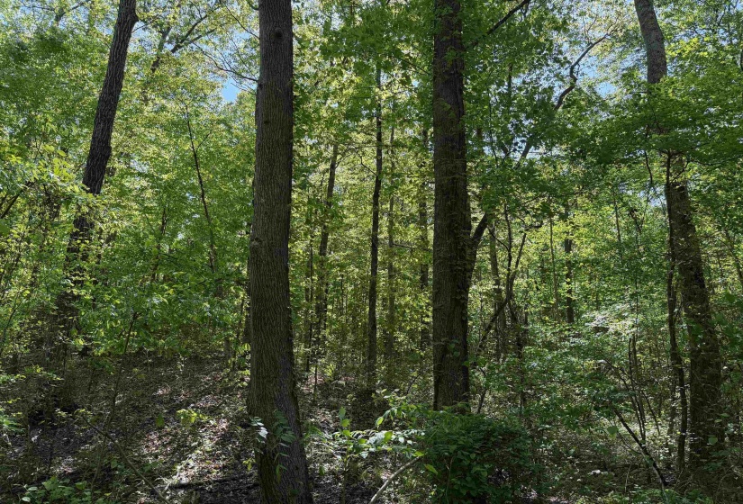 1212 ELVIN WEEKS RD, Bethel Springs, Tennessee 38315, 3 Bedrooms Bedrooms, 9 Rooms Rooms,2 BathroomsBathrooms,Residential,For Sale,ELVIN WEEKS,10219878