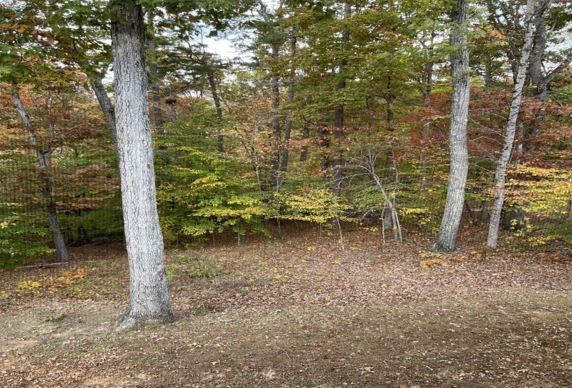 View of tree filled area