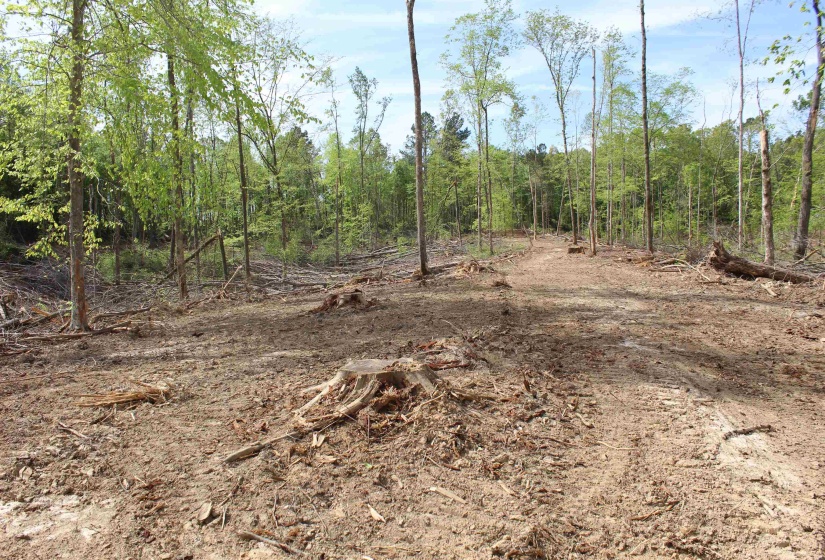 000 MARONEY LN, Medon, Tennessee 38356, ,Land,For Sale,MARONEY,10219999