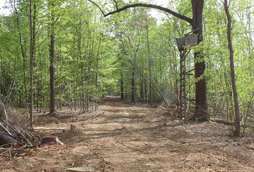 000 MARONEY LN, Medon, Tennessee 38356, ,Land,For Sale,MARONEY,10219999