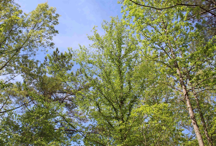000 MARONEY LN, Medon, Tennessee 38356, ,Land,For Sale,MARONEY,10219999