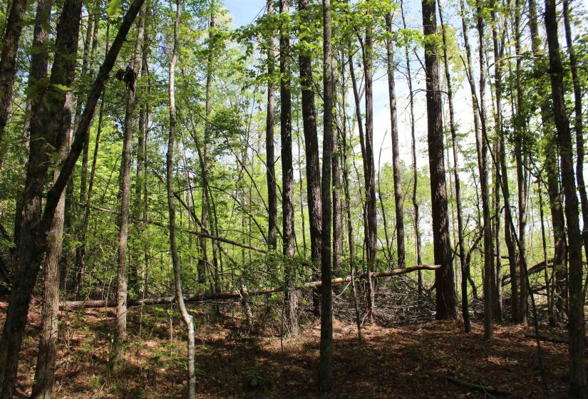 000 MARONEY LN, Medon, Tennessee 38356, ,Land,For Sale,MARONEY,10219999