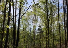 000 MARONEY LN, Medon, Tennessee 38356, ,Land,For Sale,MARONEY,10219999