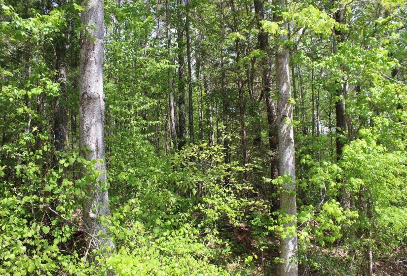 000 MARONEY LN, Medon, Tennessee 38356, ,Land,For Sale,MARONEY,10219999