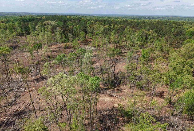 000 MARONEY LN, Medon, Tennessee 38356, ,Land,For Sale,MARONEY,10219999