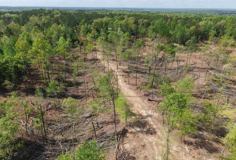 000 MARONEY LN, Medon, Tennessee 38356, ,Land,For Sale,MARONEY,10219999