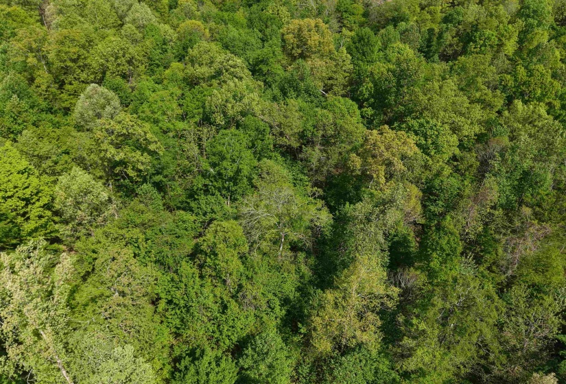 000 MARONEY LN, Medon, Tennessee 38356, ,Land,For Sale,MARONEY,10219999
