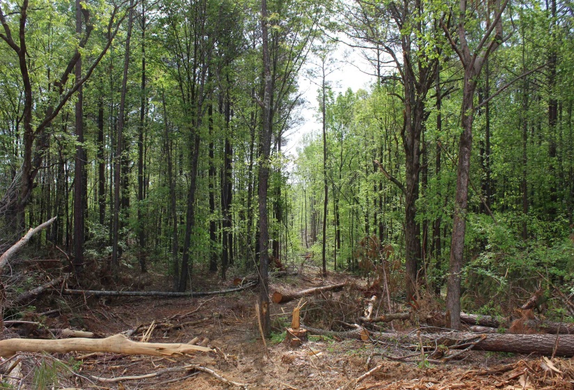 000 MARONEY LN, Medon, Tennessee 38356, ,Land,For Sale,MARONEY,10219999