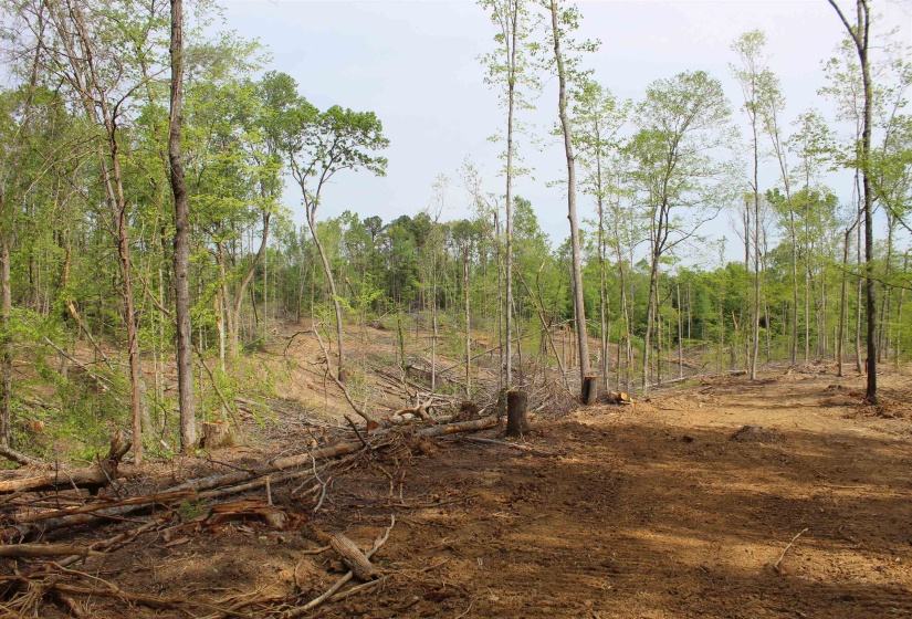 000 MARONEY LN, Medon, Tennessee 38356, ,Land,For Sale,MARONEY,10219999