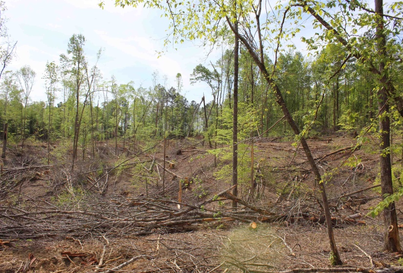000 MARONEY LN, Medon, Tennessee 38356, ,Land,For Sale,MARONEY,10219999