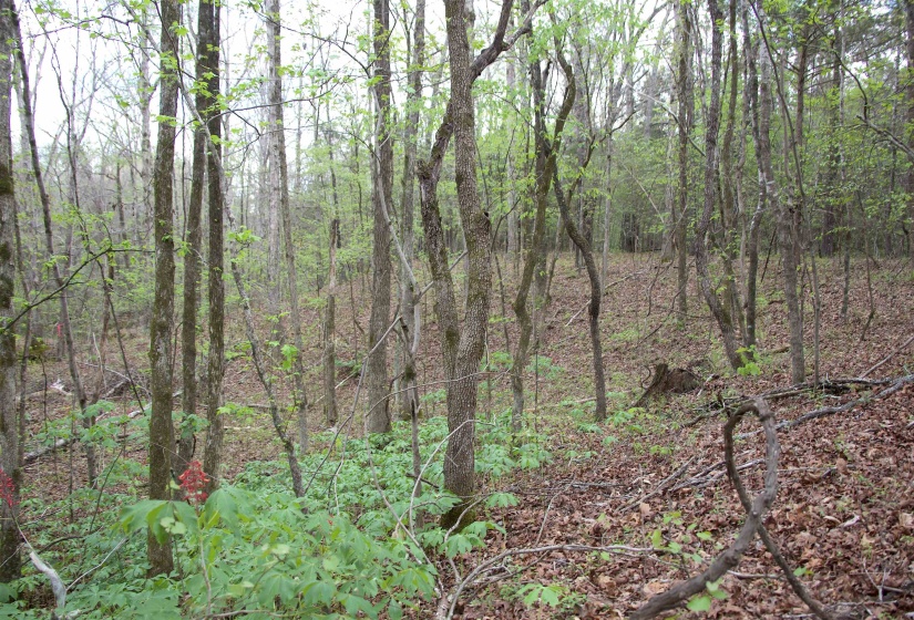2787 BRYAN RD, Michigan City, Mississippi 38647, 0 , 0 ,0,Land,For Sale,BRYAN,0,10220097