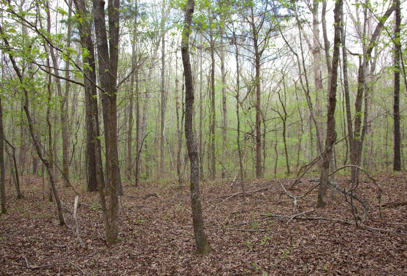 2787 BRYAN RD, Michigan City, Mississippi 38647, 0 , 0 ,0,Land,For Sale,BRYAN,0,10220097