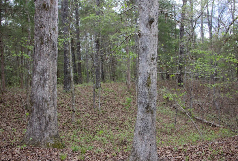 2787 BRYAN RD, Michigan City, Mississippi 38647, 0 , 0 ,0,Land,For Sale,BRYAN,0,10220097