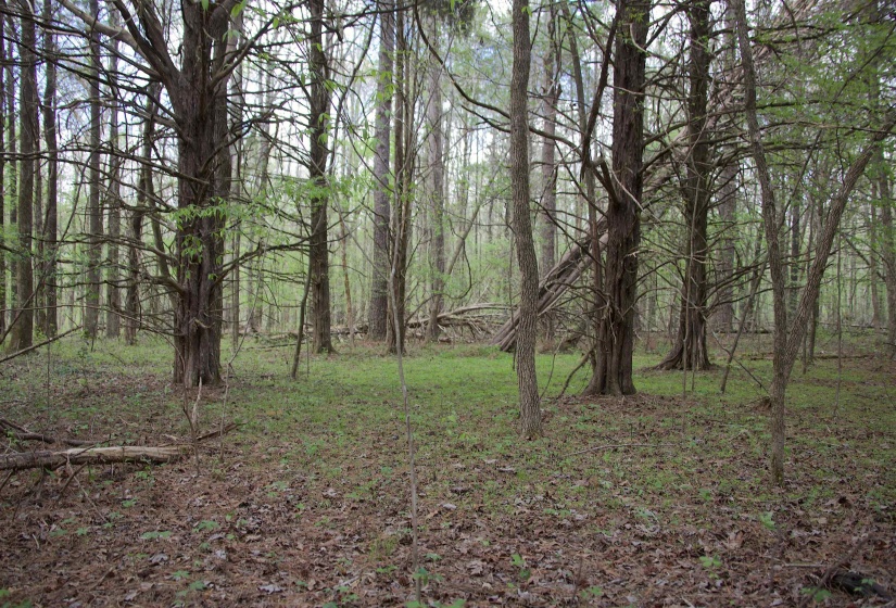 2787 BRYAN RD, Michigan City, Mississippi 38647, 0 , 0 ,0,Land,For Sale,BRYAN,0,10220097