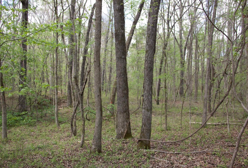 2787 BRYAN RD, Michigan City, Mississippi 38647, 0 , 0 ,0,Land,For Sale,BRYAN,0,10220097