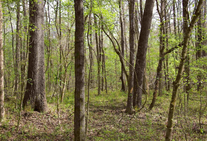 2787 BRYAN RD, Michigan City, Mississippi 38647, 0 , 0 ,0,Land,For Sale,BRYAN,0,10220097