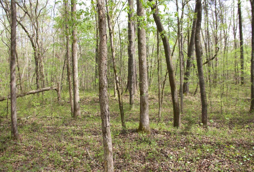 2787 BRYAN RD, Michigan City, Mississippi 38647, 0 , 0 ,0,Land,For Sale,BRYAN,0,10220097