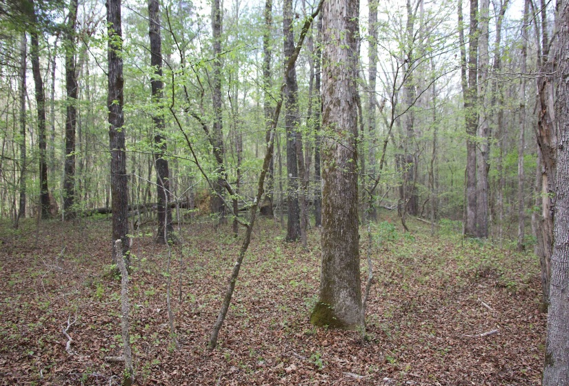 2787 BRYAN RD, Michigan City, Mississippi 38647, 0 , 0 ,0,Land,For Sale,BRYAN,0,10220097