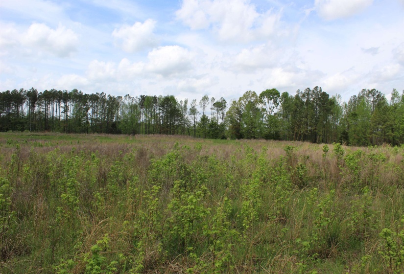 000 RIVERSIDE DR, Jackson, Tennessee 38301, ,Land,For Sale,RIVERSIDE,10220128