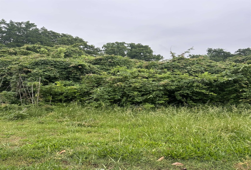 635 PURDY RD, Selmer, Tennessee 38375-1838, ,Land,For Sale,PURDY,10220138