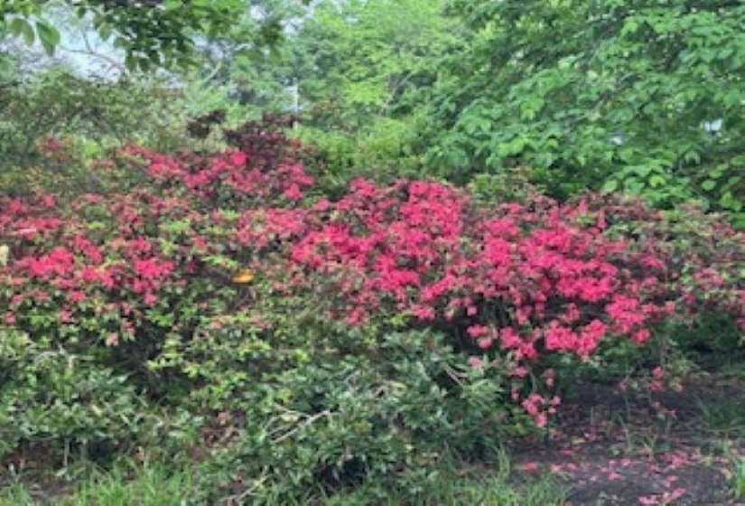 Lush garden landscaping featuring vibrant pink floral bushes amidst varied green foliage