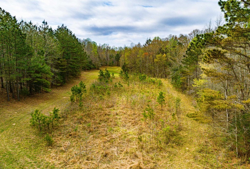 Expansive wooded lot featuring mature trees and established clearings