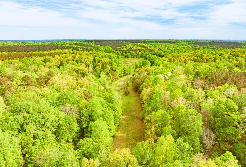 Expansive natural landscape featuring lush green foliage and a clear central path