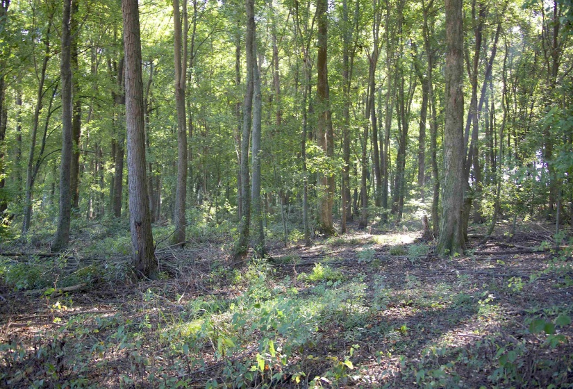 View of wooded area
