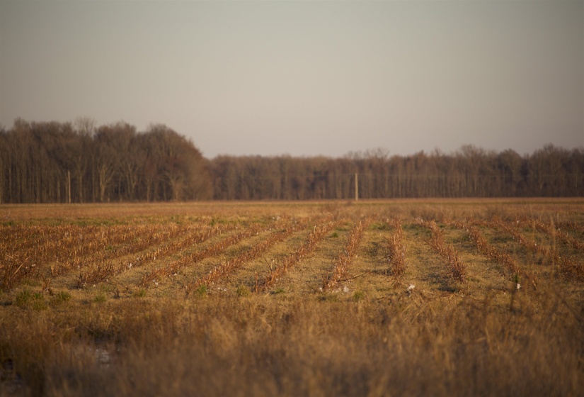 View of nature featuring a rural view