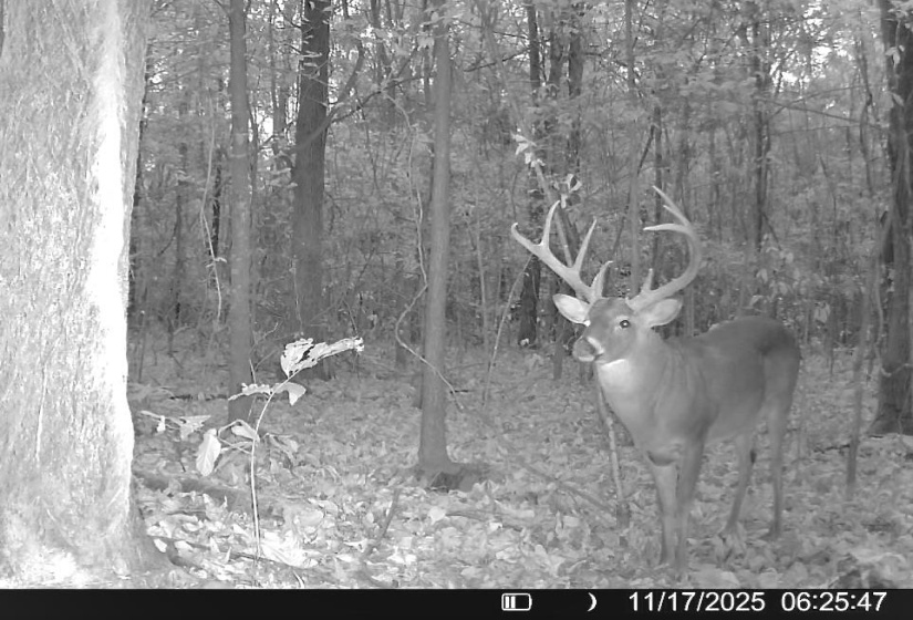 483 PHILLIPS 131 RD, Marvell, Arkansas 72366, ,Land,For Sale,PHILLIPS 131,10220327