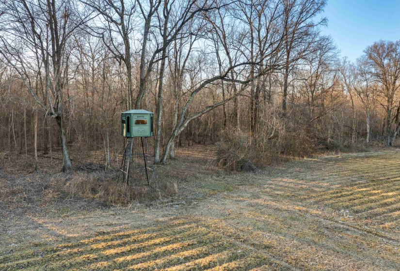 View of yard with a forest view