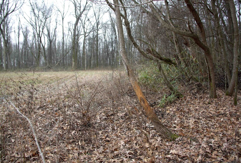 View of landscape featuring a wooded view