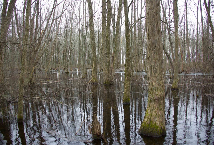 View of nature