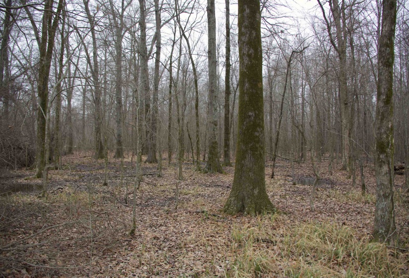 View of landscape featuring a view of trees
