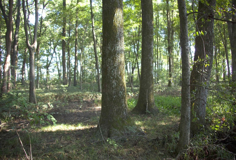 View of nature