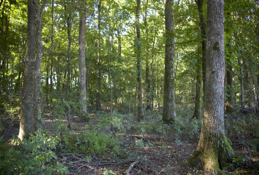 View of tree filled area