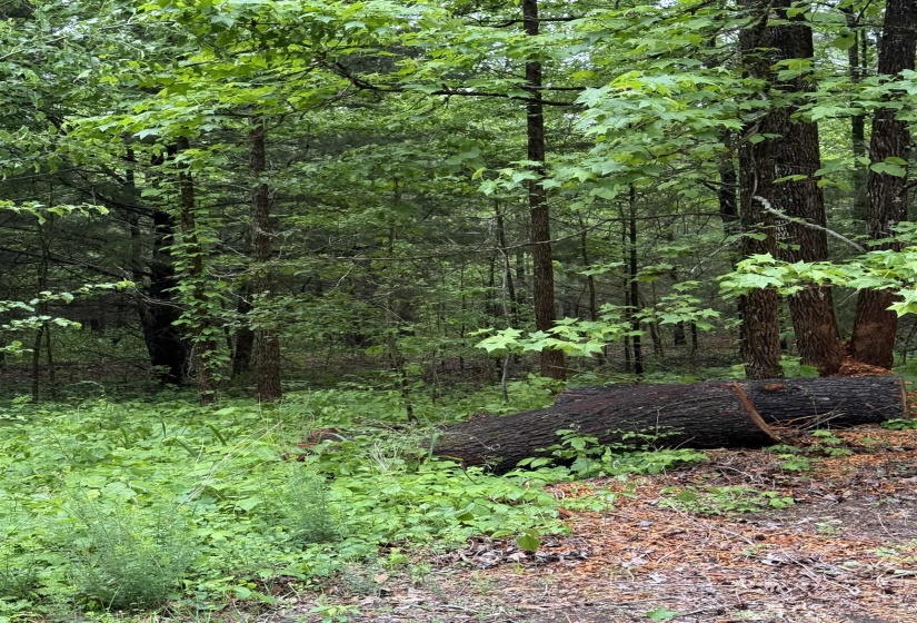 DONALDSON LN, Hornsby, Tennessee 38044, ,Land,For Sale,DONALDSON,10220386