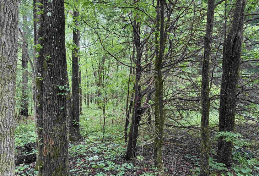 DONALDSON LN, Hornsby, Tennessee 38044, ,Land,For Sale,DONALDSON,10220386