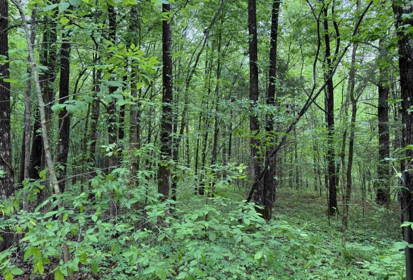 DONALDSON LN, Hornsby, Tennessee 38044, ,Land,For Sale,DONALDSON,10220386