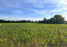 11385 18 HWY, Bolivar, Tennessee 38008, ,Land,For Sale,18,10220844 11385 18 HWY, Bolivar, Tennessee 38008, ,Land,For Sale,18,10220844