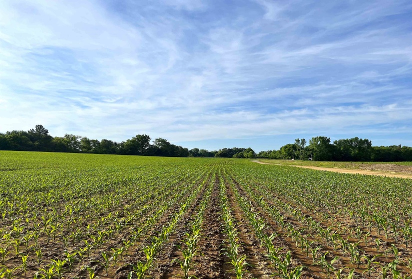 11385 18 HWY, Bolivar, Tennessee 38008, ,Land,For Sale,18,10220844